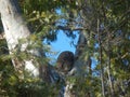 furry Koala holding tight to gum tree Royalty Free Stock Photo