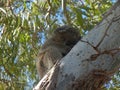 furry Koala holding tight to gum tree Royalty Free Stock Photo