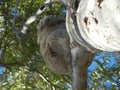 furry Koala holding tight to gum tree Royalty Free Stock Photo
