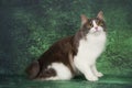 Furry Kurilian bobtail on a green background Royalty Free Stock Photo