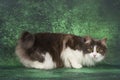 Furry Kurilian bobtail on a green background Royalty Free Stock Photo