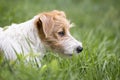 Furry lazy jack russell cute pet dog resting in the grass