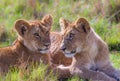 Lion cubs (Panthera leo) lying on the grass during the daytime in Marsh Pride, Masai Mara Kenya