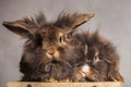 Furry lion head rabbit bunnys looking at the camera