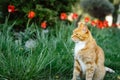 Furry little ginger cat and red tulips in garden Royalty Free Stock Photo