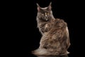 Furry Maine Coon Cat Sitting, turned back Isolated on Black Royalty Free Stock Photo