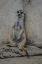 Furry Meercat or Suricate portrait in a zoo in Johannesburg South Africa