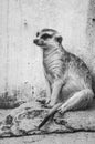 Furry Meercat or Suricate portrait in a zoo in Johannesburg South Africa