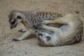 Furry Meercat or Suricate portrait in Johannesburg South Africa