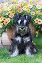 Furry miniature schnauzer dog sitting and looking at camera in summer Royalty Free Stock Photo