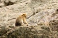 Monkey macaque magot sitting on rock Royalty Free Stock Photo