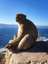A furry monkey staring at the sun with the pathetic pensive eyes Royalty Free Stock Photo