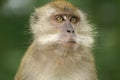Furry monkey thinking Royalty Free Stock Photo