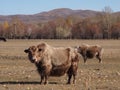 Furry Monoglian Yak Royalty Free Stock Photo