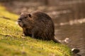 Furry nutria in its natural habi