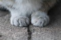 Furry paws of feral tabby cat, closeup