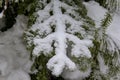 The furry paws of the firs are covered with snow