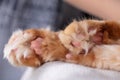 furry paws of a ginger red cat close up,pet grooming haircut concept