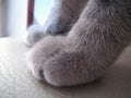 Furry Paws of Gray Cat