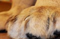 Furry paws with retracted claws on this mountain lion