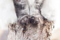 Paws of a cat sitting on a tree stump Royalty Free Stock Photo