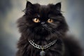 Furry Persian Black Cat Wearing Pearl Necklace Looks Luxury and Elegant