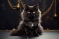 Furry Persian Black Cat Wearing Pearl Necklace in the Room Looks Luxury and Elegant