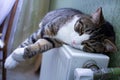 Furry pet cat lies on warm radiator resting and relaxing Royalty Free Stock Photo