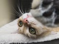 Furry pet cat is playing with its paws