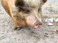 Furry pig with brown fur and snout on dirt path outdoors Royalty Free Stock Photo