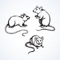 Mouse. Vector drawing Royalty Free Stock Photo