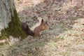 Furry red squirrel gnaws and eats an acorn on back spaws.