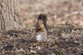 Furry red squirrel stands on paws and eats an acorn.