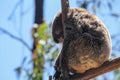 Furry sad koala bear tired from tourists on the branch, Sydney, Australia