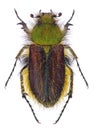 Furry scarab beetle Pygopleurus foina