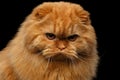 Furry scottish fold breed Cat on isolated black background Royalty Free Stock Photo