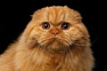 Furry scottish fold breed Cat on isolated black background Royalty Free Stock Photo