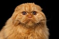 Furry scottish fold breed Cat on isolated black background Royalty Free Stock Photo