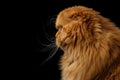 Furry scottish fold breed Cat on isolated black background Royalty Free Stock Photo