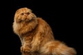 Furry scottish fold breed Cat on isolated black background Royalty Free Stock Photo