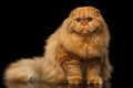 Furry scottish fold breed Cat on isolated black background Royalty Free Stock Photo