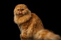 Furry scottish fold breed Cat on isolated black background