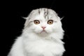 Furry scottish fold breed kitty on isolated black background Royalty Free Stock Photo