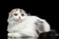 Furry scottish fold breed kitty on isolated black background Royalty Free Stock Photo