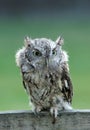 Furry screech owl Royalty Free Stock Photo
