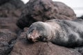 furry seal with shiny fur and long whiskers lying relaxed about to sleep on the big stones near the beach, sandfly bay