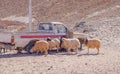 Furry sheep look for food near old truck parked in desert