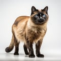 Furry Siamese cat with captivating whiskers sits on white