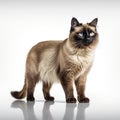 Furry Siamese cat with captivating whiskers sits on white