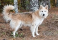Furry Siberian Husky Malamute Collie mix dog outside on leash Royalty Free Stock Photo